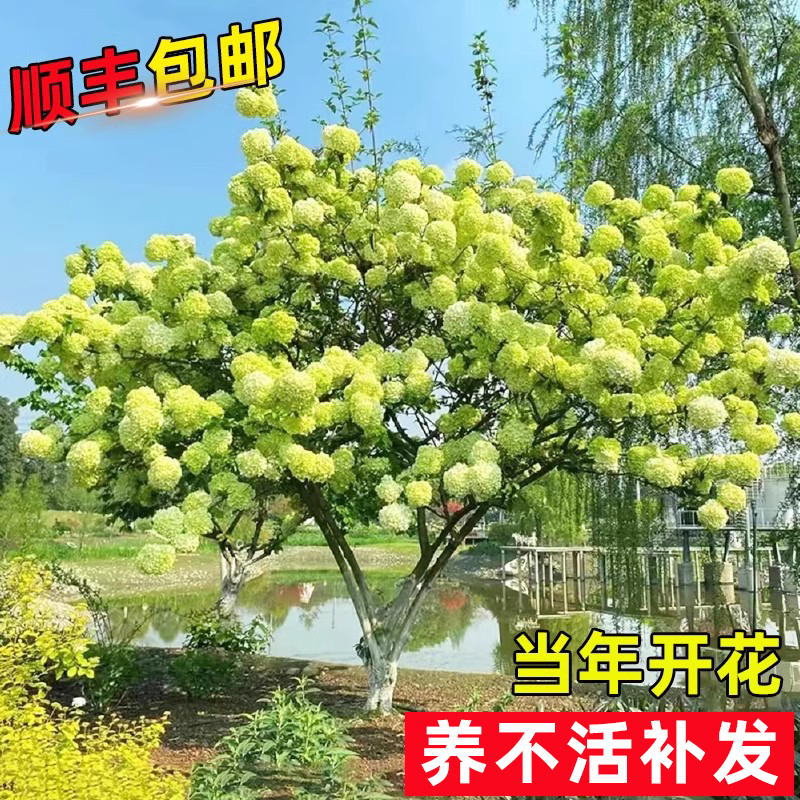 中华木绣球树苗别墅庭院植物大花斗球白麻球琼苗室外耐寒地栽花卉
