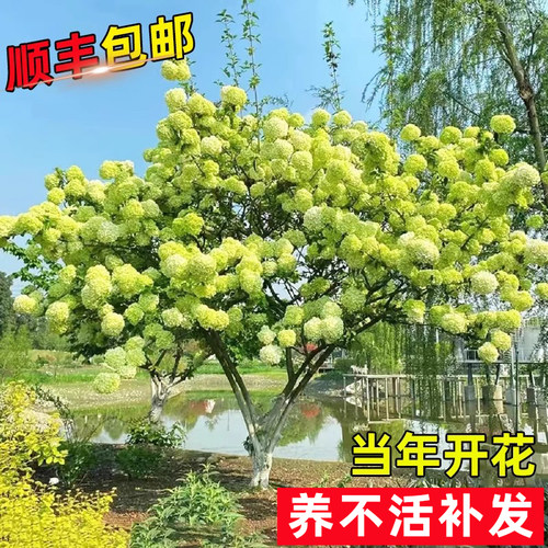 中华木绣球树苗别墅庭院植物大花斗球白麻球琼苗室外耐寒地栽花卉