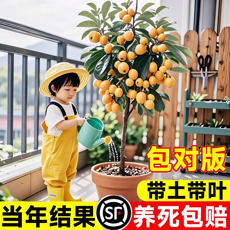 大五星枇杷苗树无核琵琶果树苗