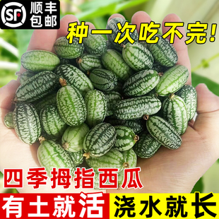 拇指西瓜种籽迷你蔬菜小水果种子秧苗拇指阳台四季盆栽有机西瓜种