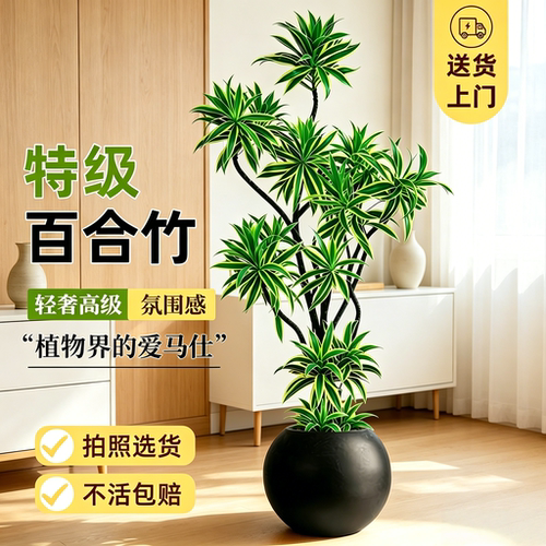 百合竹落地盆栽老桩好养旺宅
