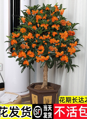 丹桂桂花树苗盆栽室内客厅阳台四季花卉植物浓香型嫁接四季桂金桂