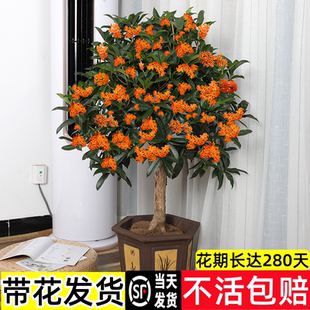 丹桂桂花树苗盆栽室内客厅阳台四季花卉植物浓香型嫁接四季桂金桂