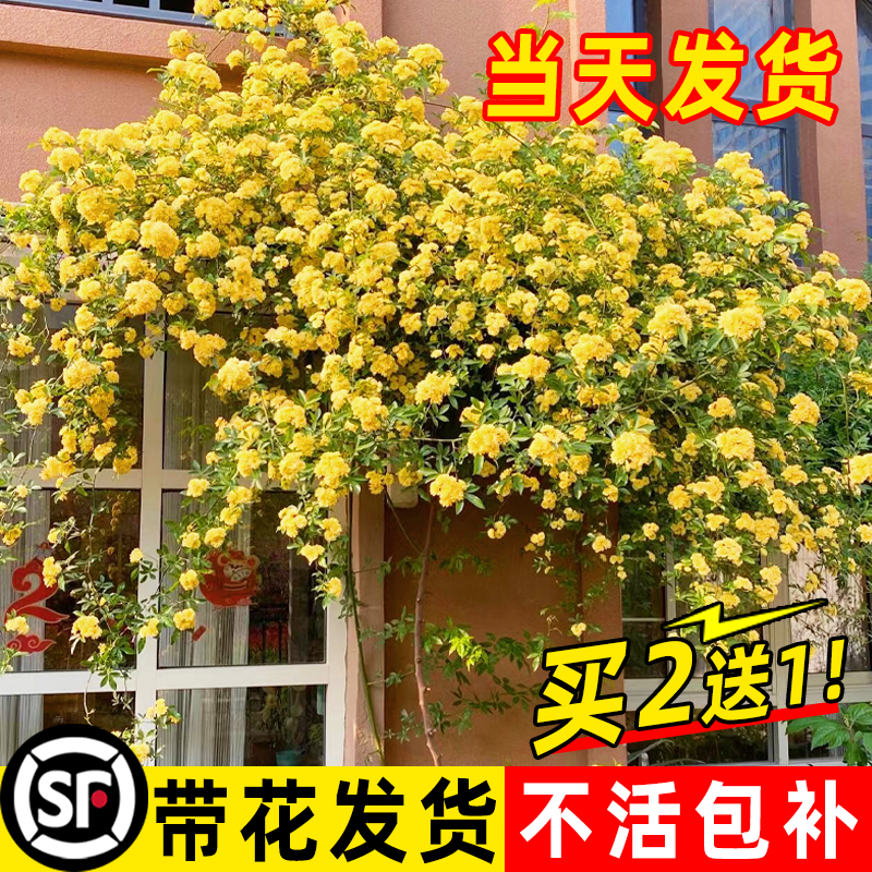 黄木香花苗爬藤植物红白木香树苗大苗室内庭院四季开花木香花盆栽-封面