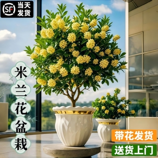 香水米兰盆栽带花苞浓香老桩盆景花卉室内净化空气好养活驱蚊绿植