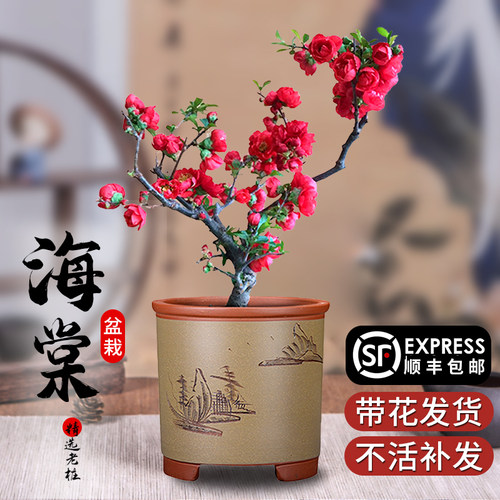 海棠花树苗盆栽带花苞老桩耐寒