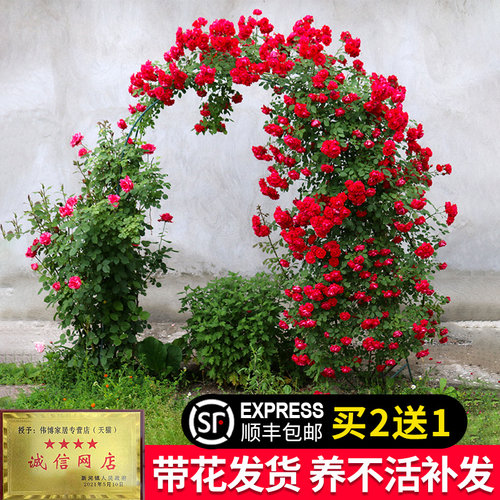 甜蜜红木香花苗爬藤特大蔷薇花卉