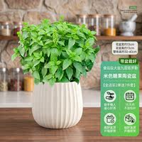 Basil potted plants are edible. Fresh large-leaf golden plants can be used for indoor garden rosemary and mosquito-repellent green plants thumbnail 8