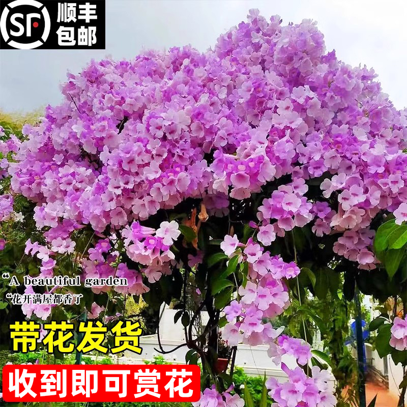蒜香藤花苗攀援植物庭院紫铃藤