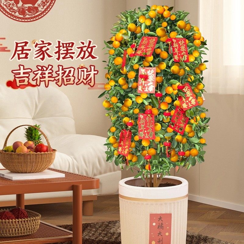 金桔树盆栽可食用年宵好养