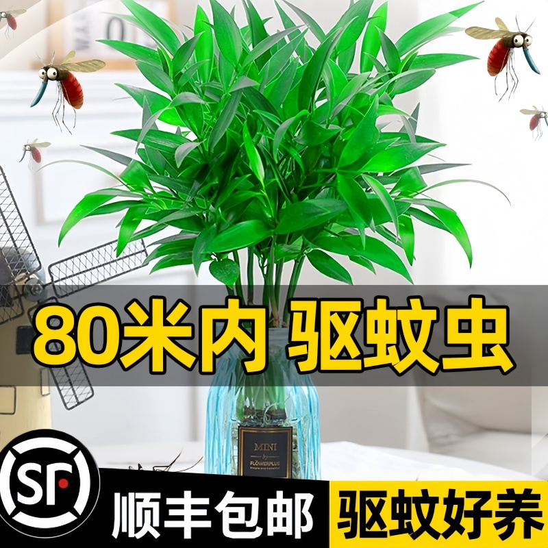 竹柏驱蚊竹水培祛蚊植物室内外蚊子克星水养绿植花卉盆栽办公桌面