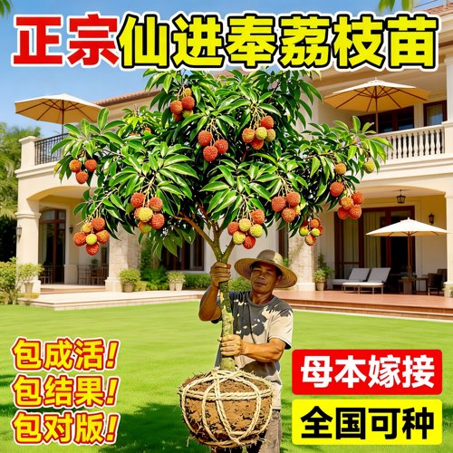 无核桂味荔枝树嫁接大苗盆栽