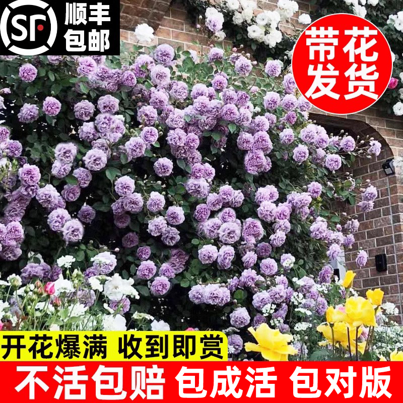 蓝色阴雨浓香藤本四季开多花