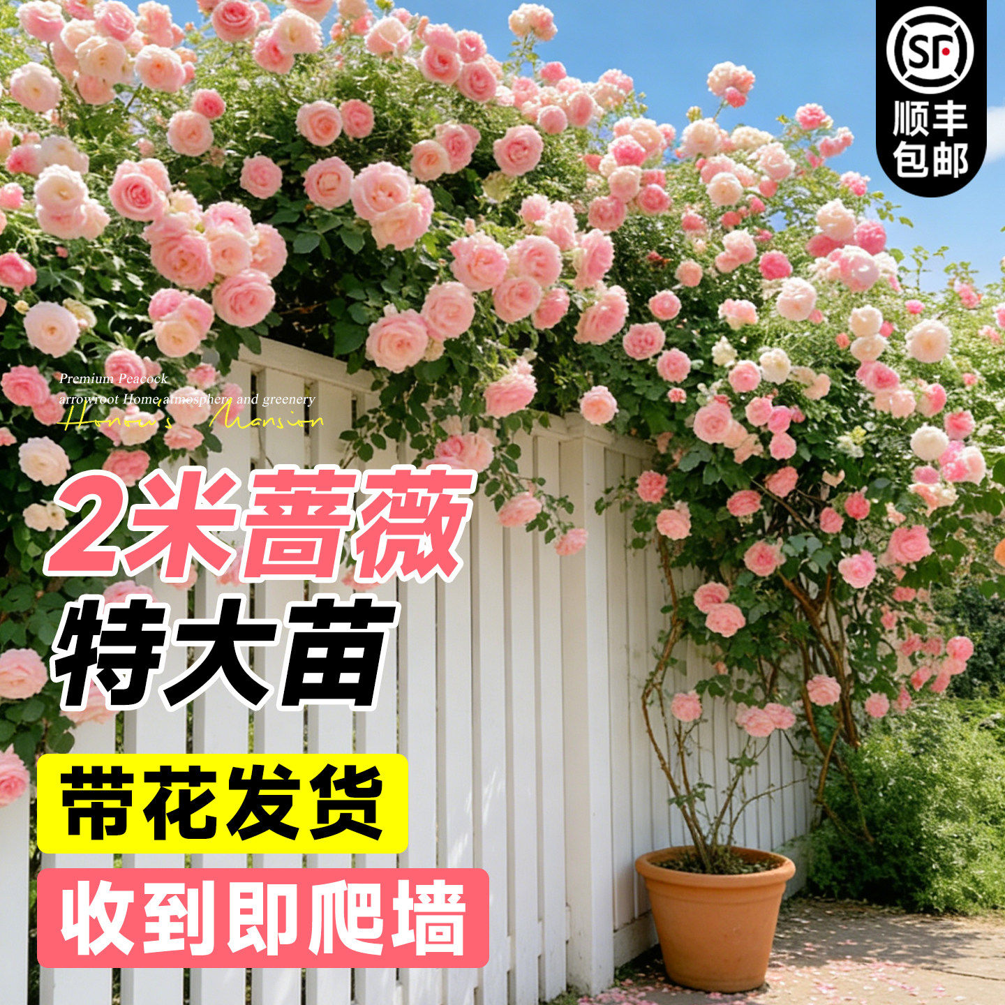 2米特大蔷薇花苗爬藤四季老桩庭院爬墙藤本月季花卉盆栽玫瑰开花
