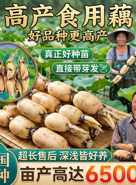 带芽高产脆藕粉藕种莲藕苗