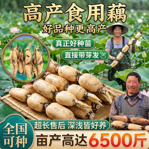 带芽高产脆藕粉藕种莲藕苗