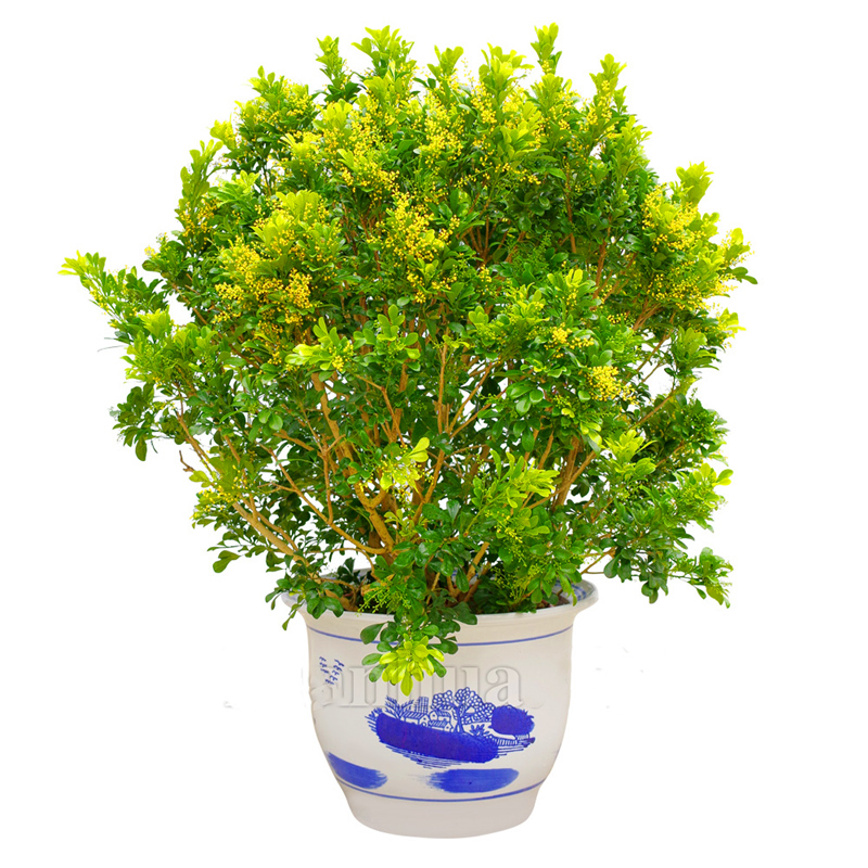 阳台开花植物米兰花四季常青花卉室内客厅绿植盆栽苗包邮