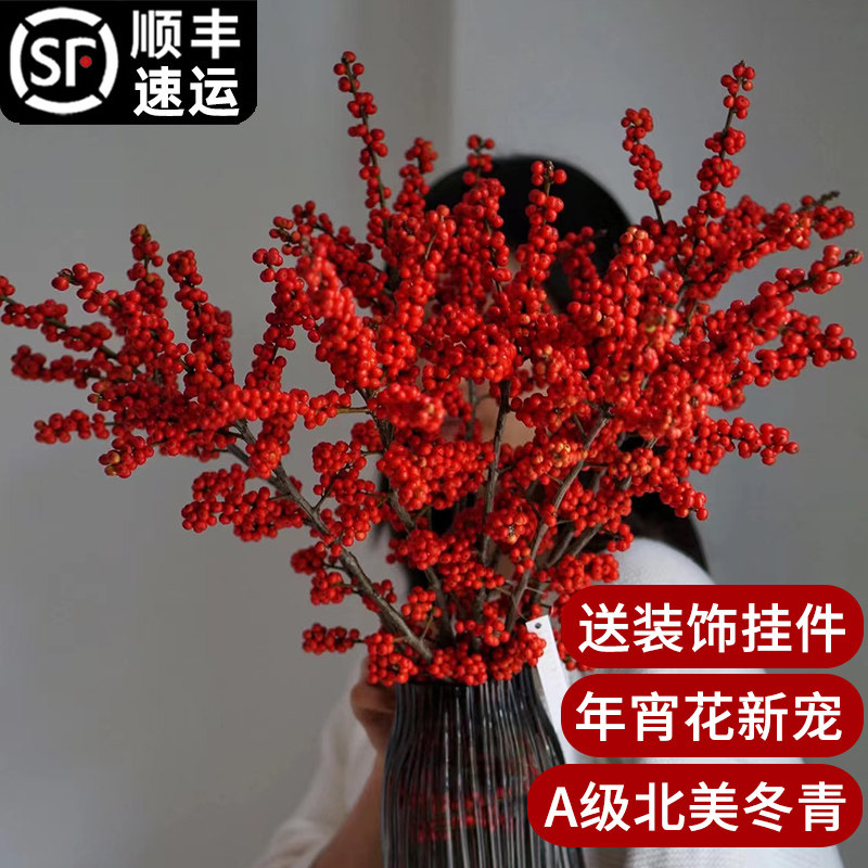 进口北美冬青鲜切枝水培植物年宵花耐寒室内花卉盆栽鲜花绿植水养