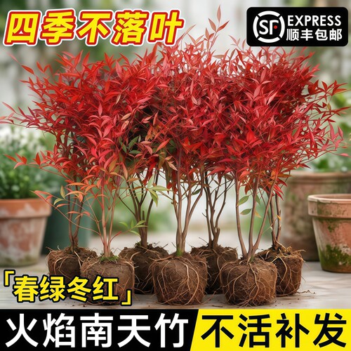 火焰南天竹盆栽红叶耐寒老桩