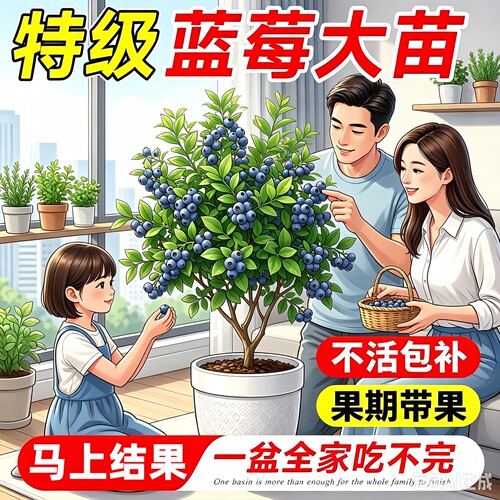 特大号蓝莓盆栽带果南北可种