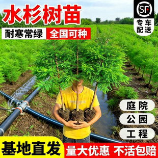 水杉树苗耐寒庭院行道大树苗盆栽南北方种植绿化四季常青景观树苗