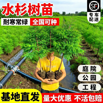 水杉树苗耐寒常青行道绿化