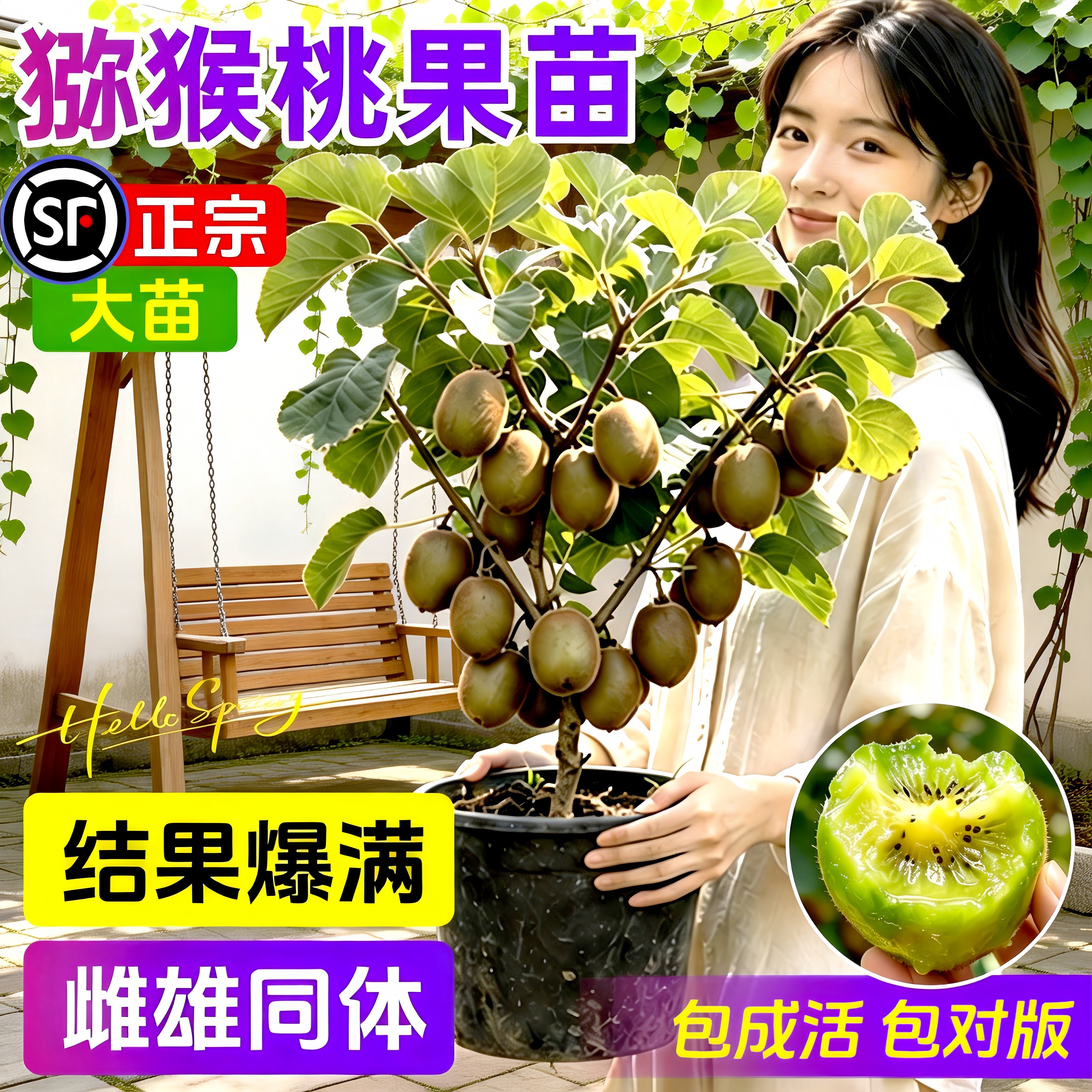 徐香红心猕猴桃嫁接苗当年结果图片