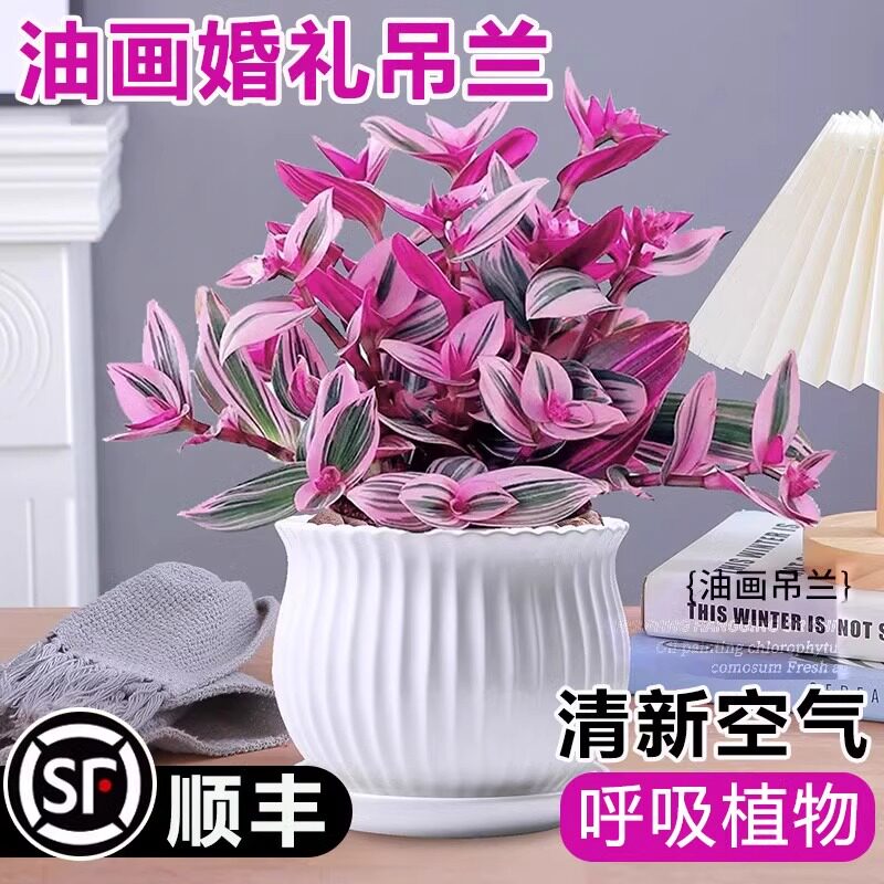 油画婚礼吊兰大苗盆栽绿植图片