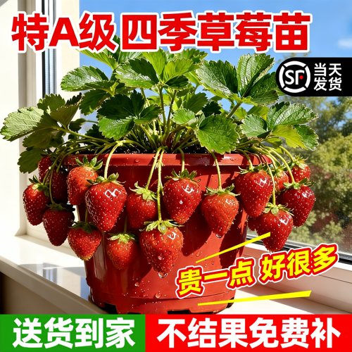 特A级四季带果草莓苗盆栽好养