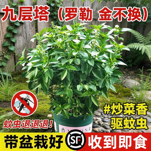 九层塔盆栽可食用驱蚊室内薄荷