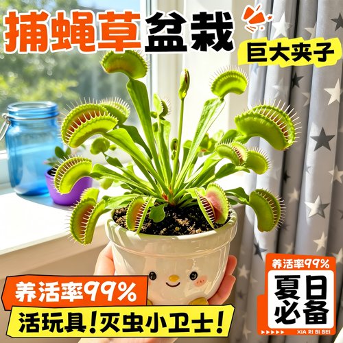 超大捕蝇草猪笼草室内好养盆栽