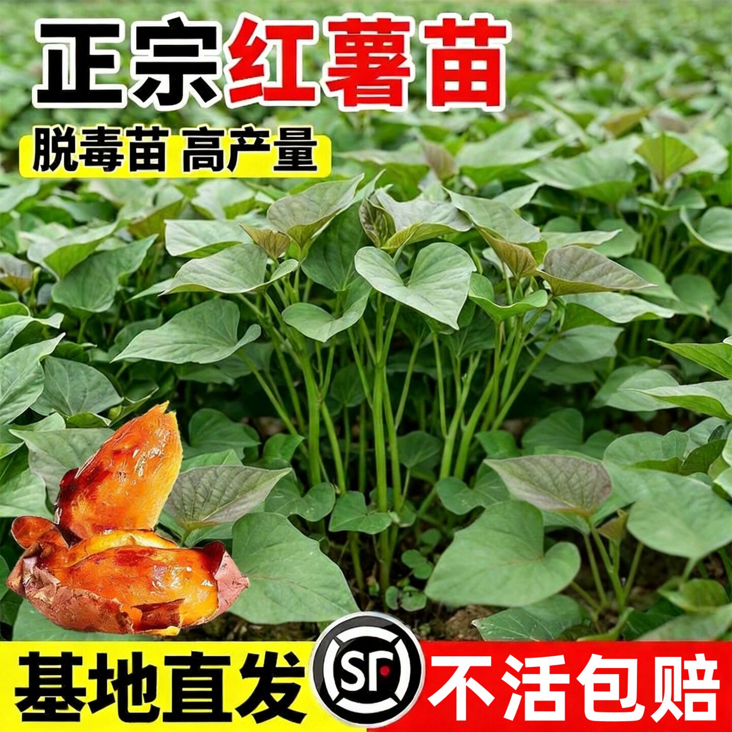 红薯苗正宗蜜薯糖心苗种西瓜红紫薯板栗榴莲蜜薯地瓜秧苗老品种