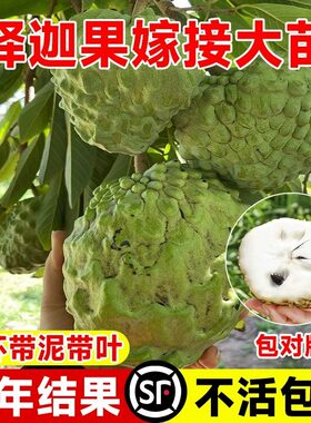 释迦果树苗带果台湾凤梨嫁接