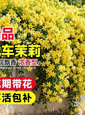 黄色风车茉莉托斯卡纳之星耐寒爬藤植物阳台庭院盆栽大苗好养易活