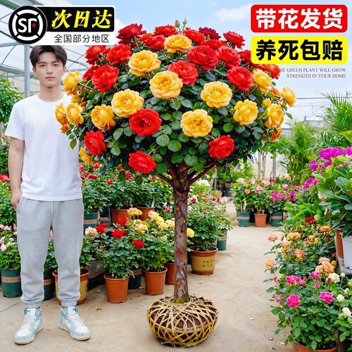 多色棒棒糖树桩月季老桩盆栽