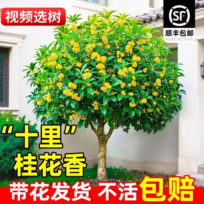 桂花树苗大树四季桂盆栽南北方种植室外庭院地栽金桂丹桂开花植物
