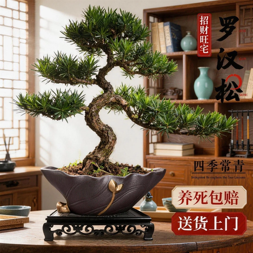 罗汉松造型盆景室内桌面绿植