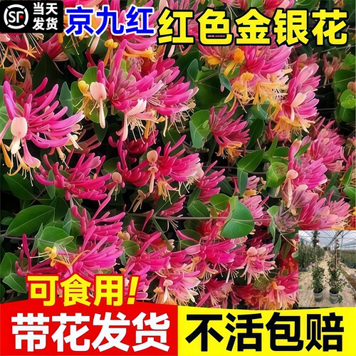 金银花盆栽苗浓香耐寒攀援观赏