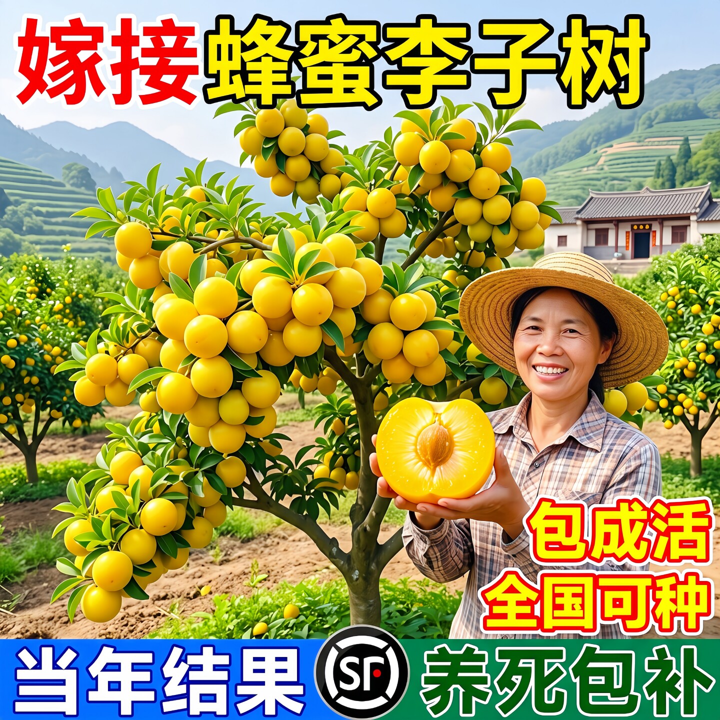 嫁接蜂糖李果苗当年结果盆栽地栽图片