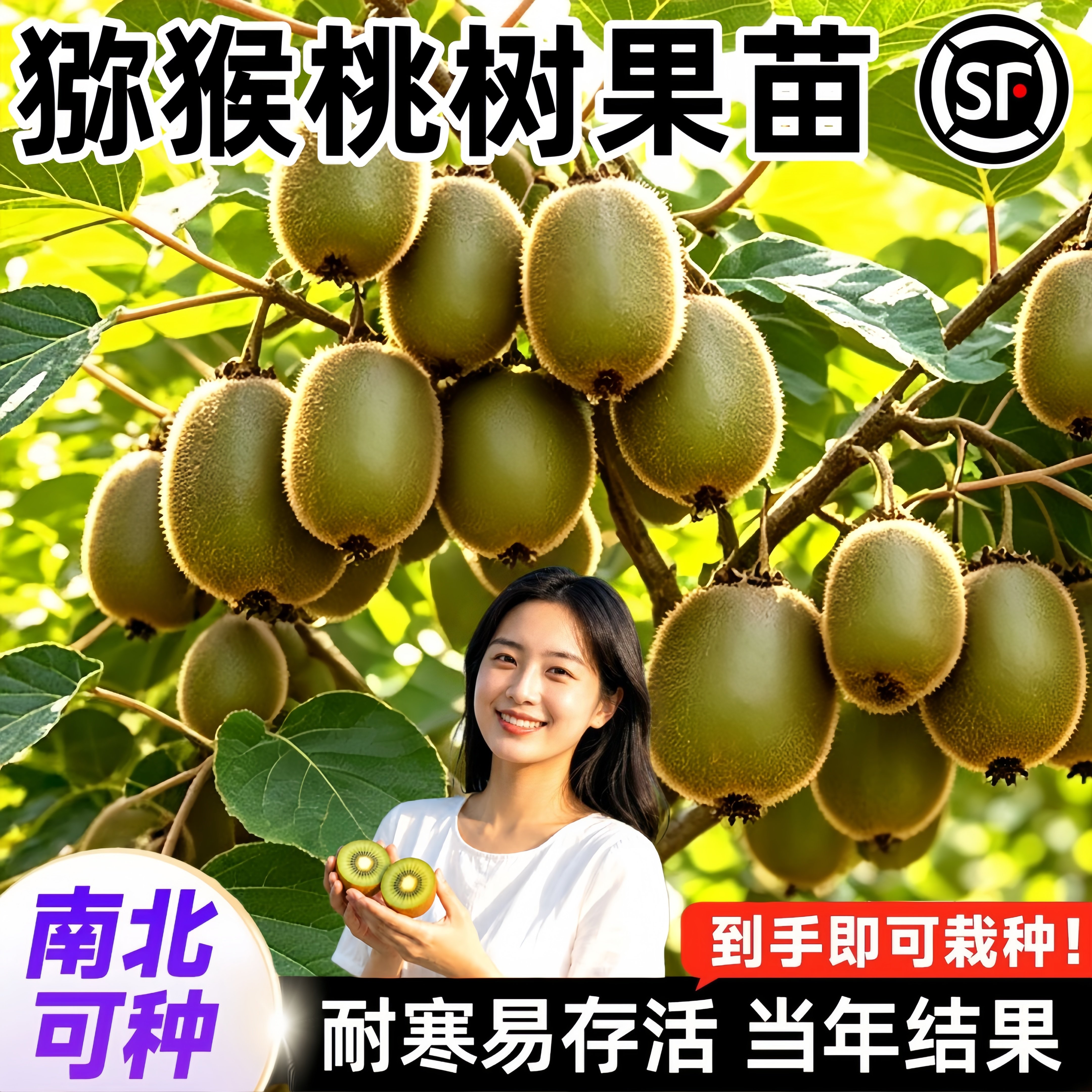 猕猴桃树苗公母同株当年结果图片
