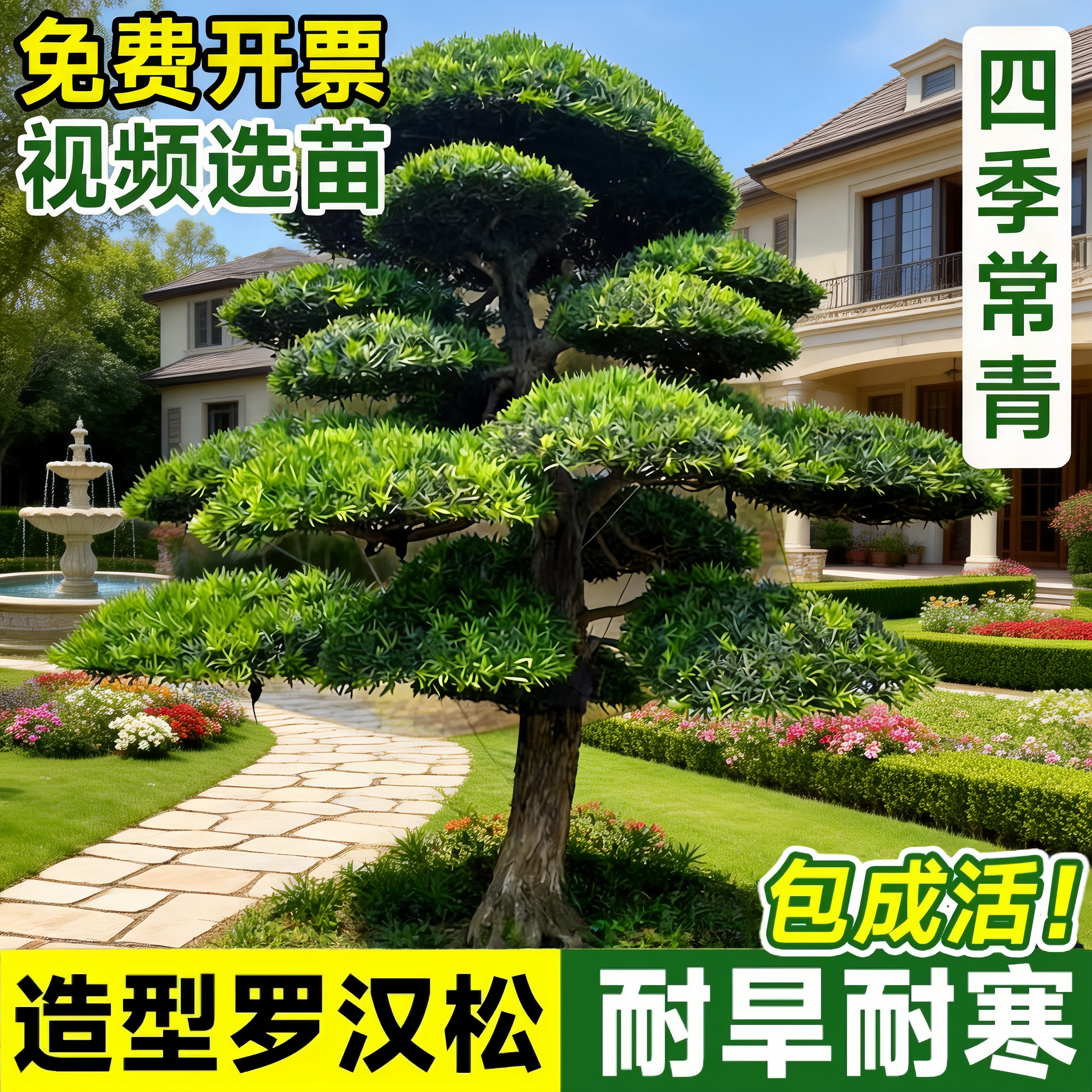 罗汉松庭院造型树别墅庭院地栽盆栽绿化苗四季常青观赏树盆景树苗