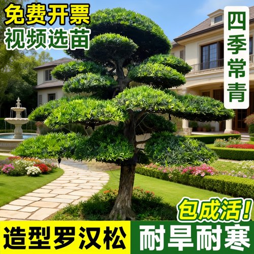 罗汉松造型盆景树苗庭院绿化