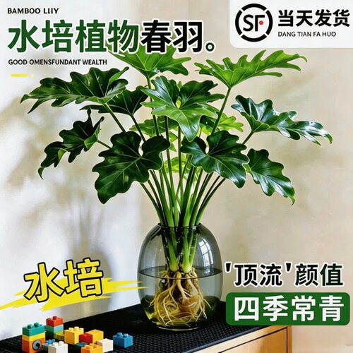 龙鳞春羽水培大叶室内好养绿植