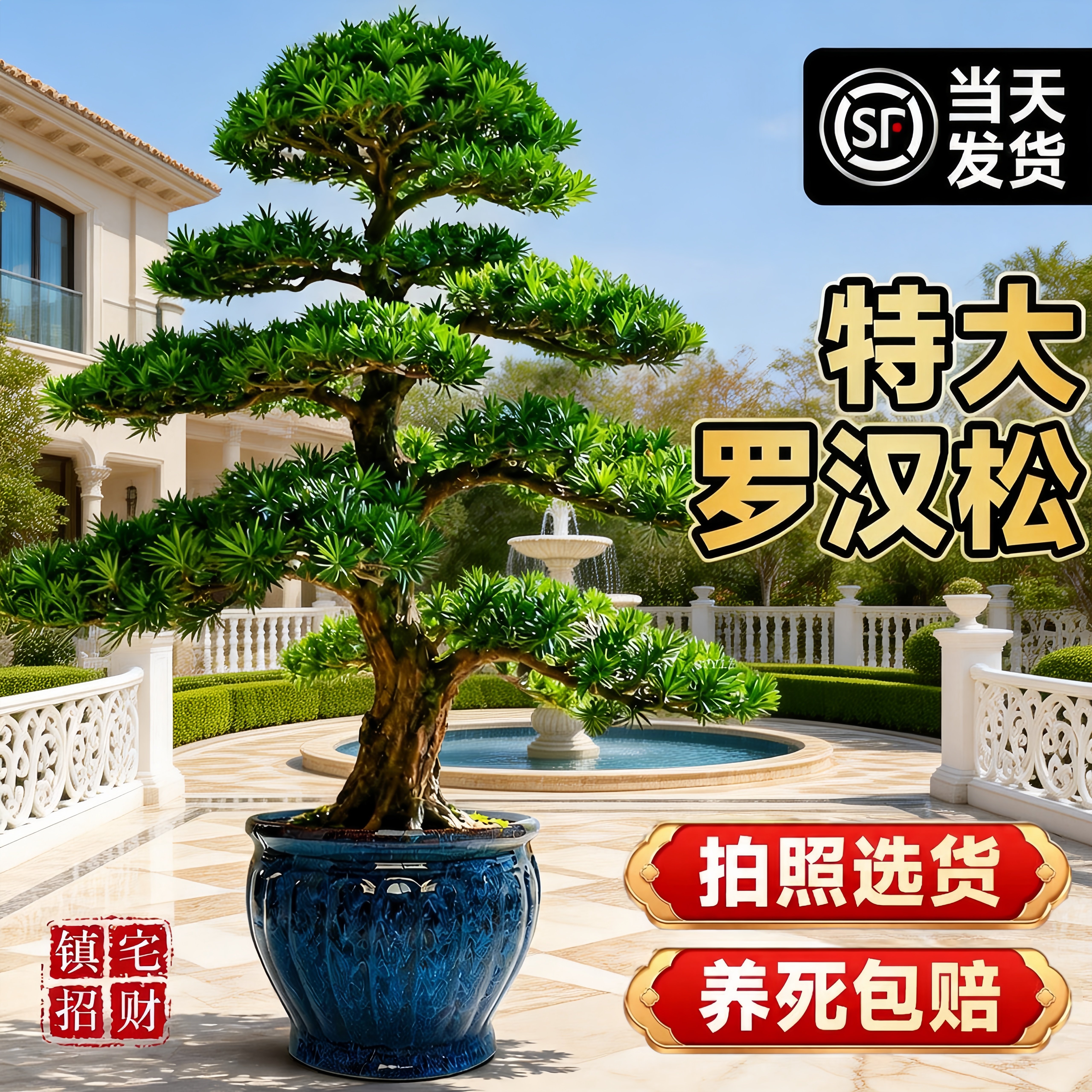 特大罗汉松老桩盆景迎客松树苗庭院造型树室内外盆栽旺宅大型绿植
