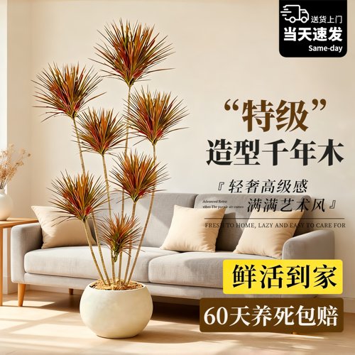 千年木龙血树客厅大型盆栽好养