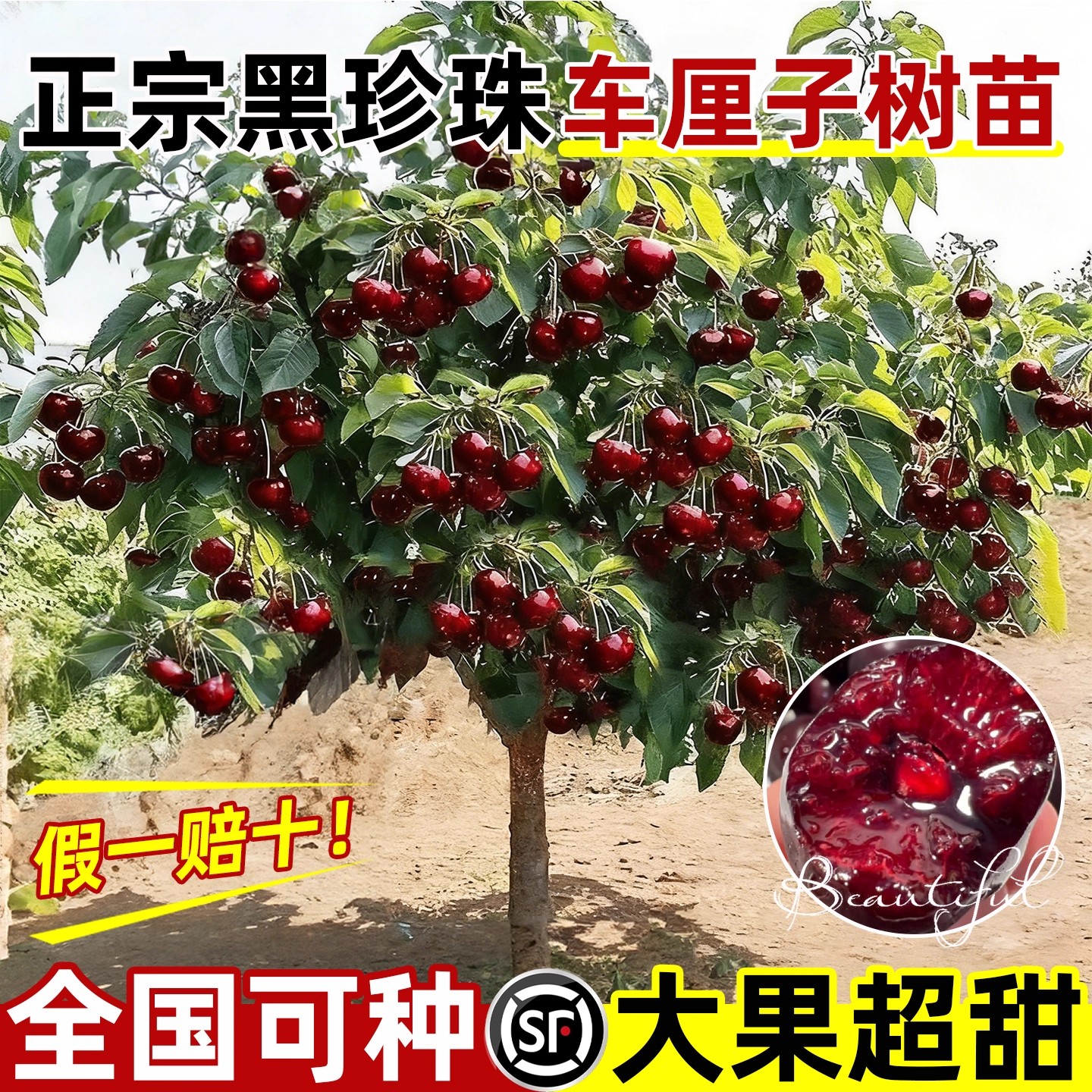 车厘子树苗正宗四川樱桃树矮化特大嫁接果树庭院北方耐寒南方盆栽