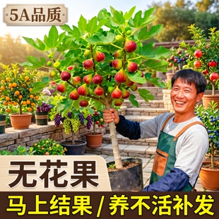 无花果树苗格菜斯波姬紅果苗特大果当年结果地盆栽南北方四季种植