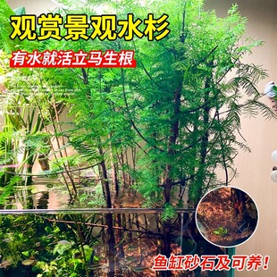 水杉水培树苗四季常青室内办公室阳台水杉鱼缸盆景好养水生植物