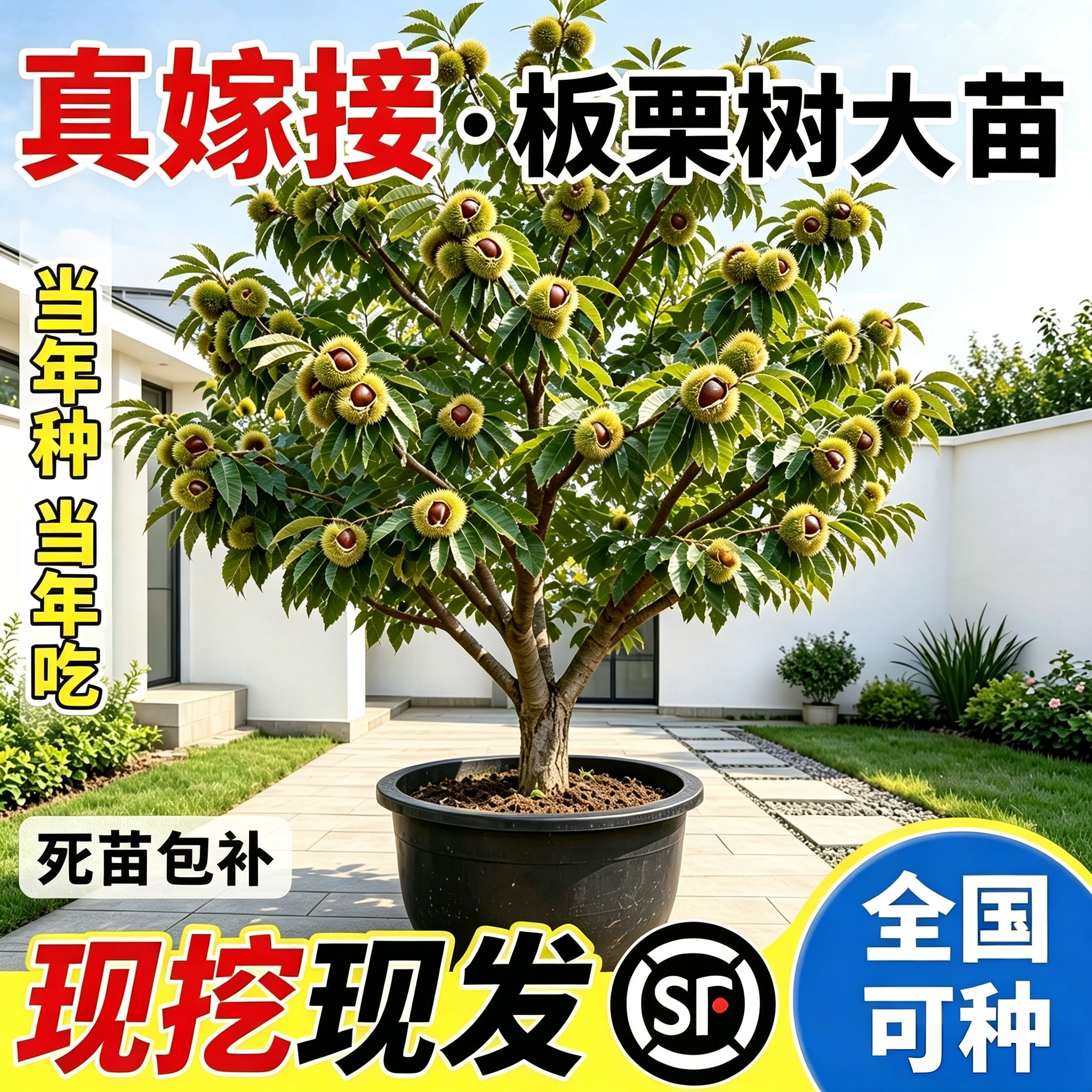 板栗树嫁接苗当年结果南北可种图片