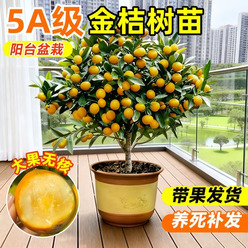 金桔树苗盆栽带果耐寒好养